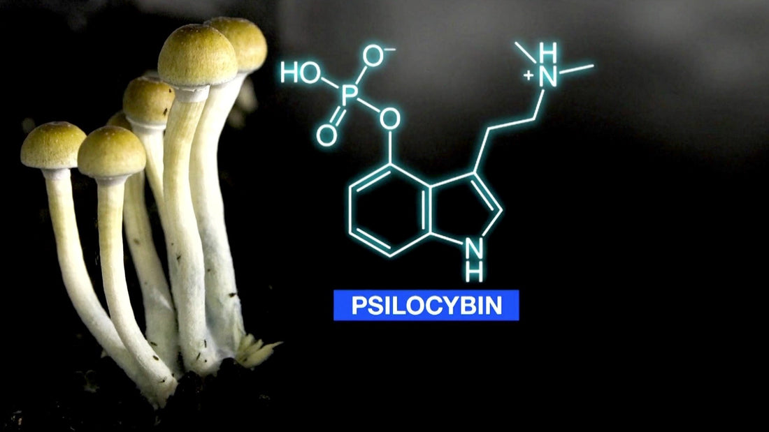 CBD Y PSICODÉLICOS: INTERACCIONES