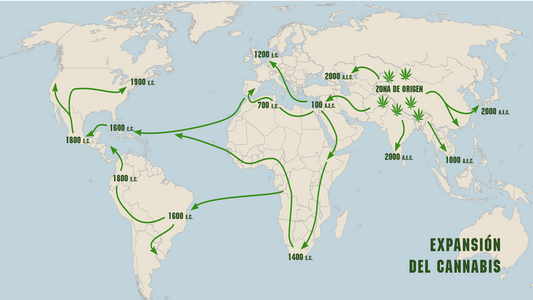 Historia de una planta ancestral