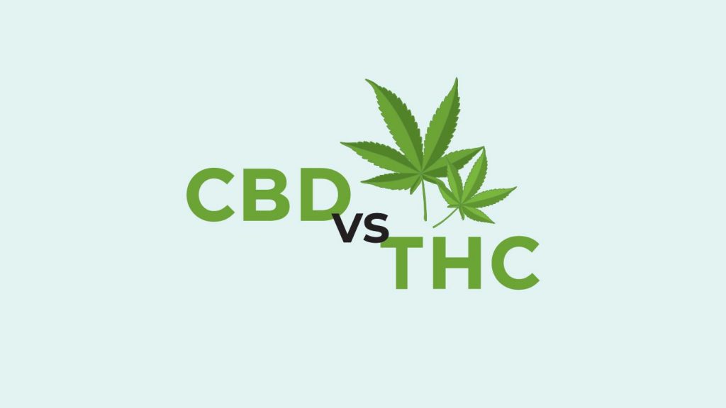 ¿THC o CBD?  Las diferencias