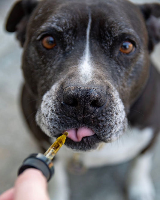 Sí, también es para perro