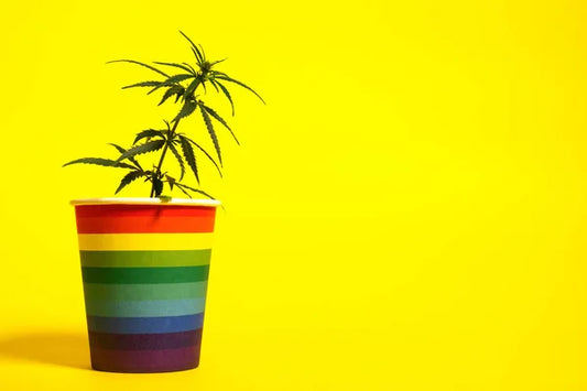 CBD en la comunidad LGBTIQ