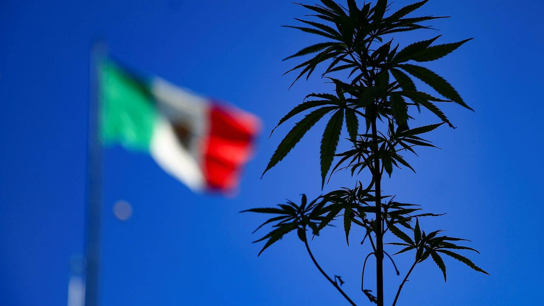 Cannabis Legal en el Continente Americano