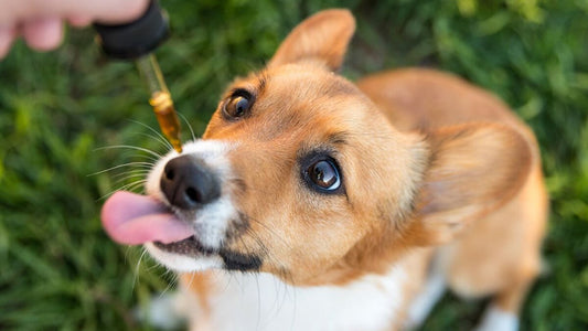 Tiene aceptación la terapia en CBD para mascotas